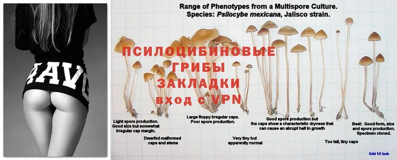 Псилоцибиновые грибы Psilocybine cubensis  Микунь 